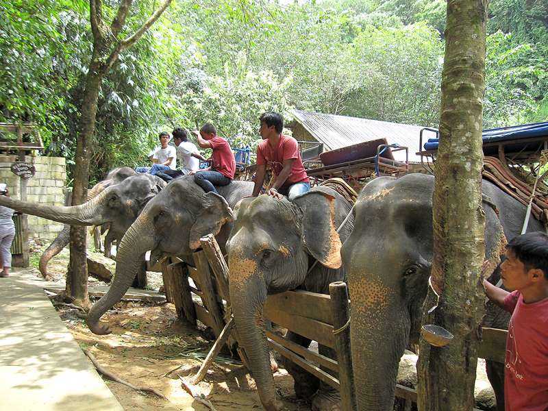деревня слонов в паттайе