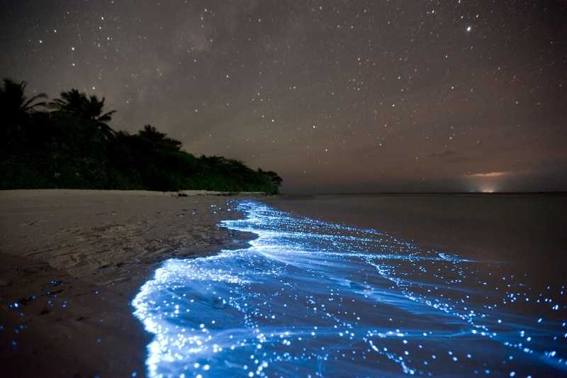 Курорт Ловина на Бали светящийся планктон