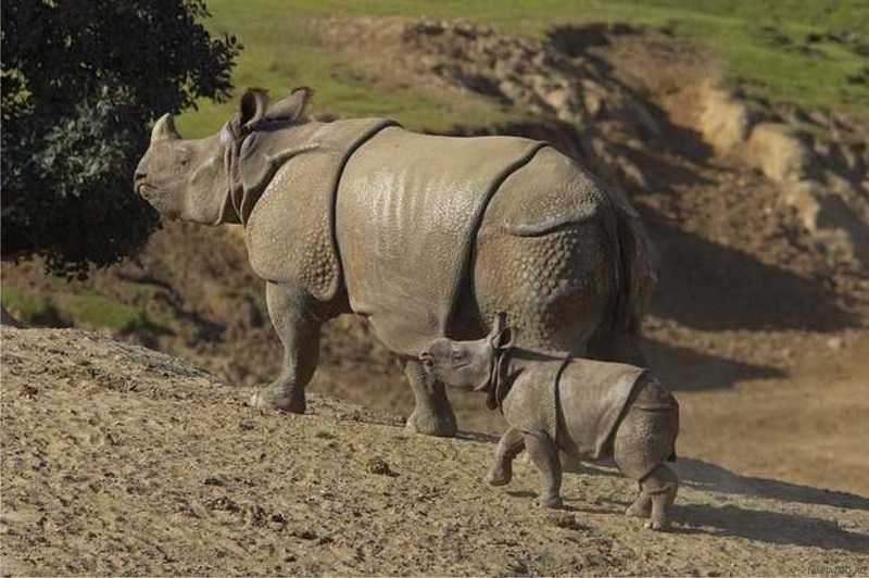 Национальный парк Уджунг Кулон носорог