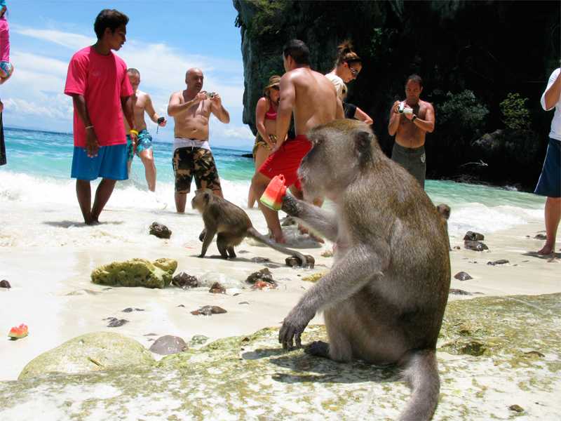 Остров пхи-пхи Monkey beach