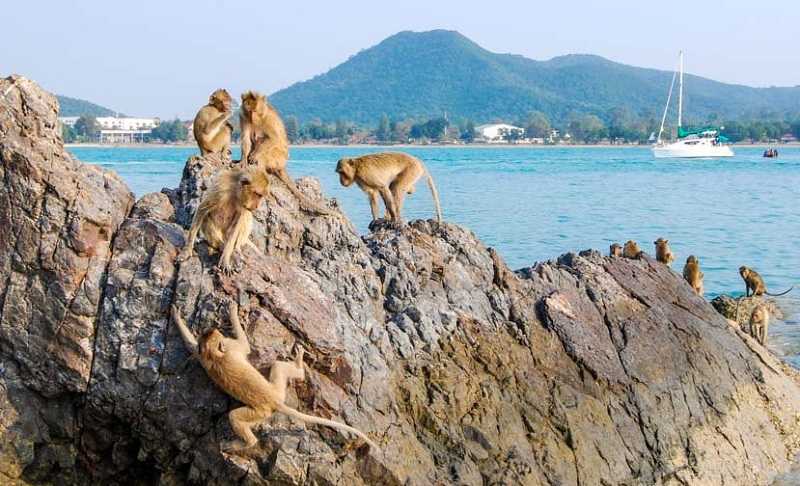 Паттайя Остров обезьян дикике животные