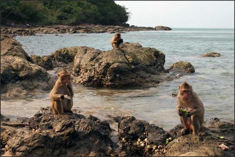 Паттайя Остров обезьян