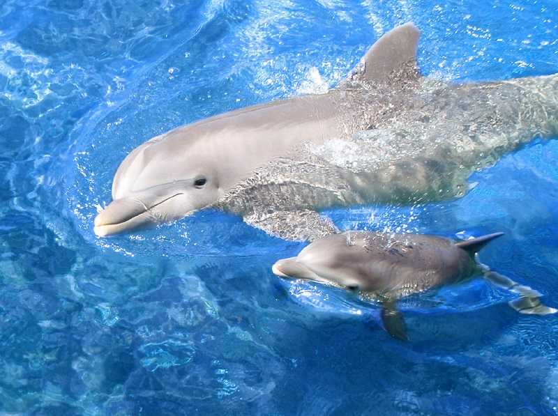 Варка дельфины