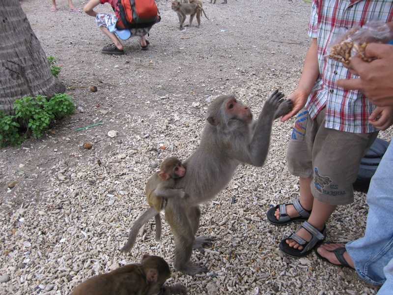 остров обезьян вьетнам общение1