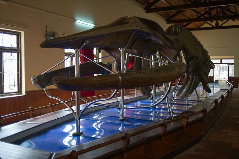 Рыбацкий храм кита