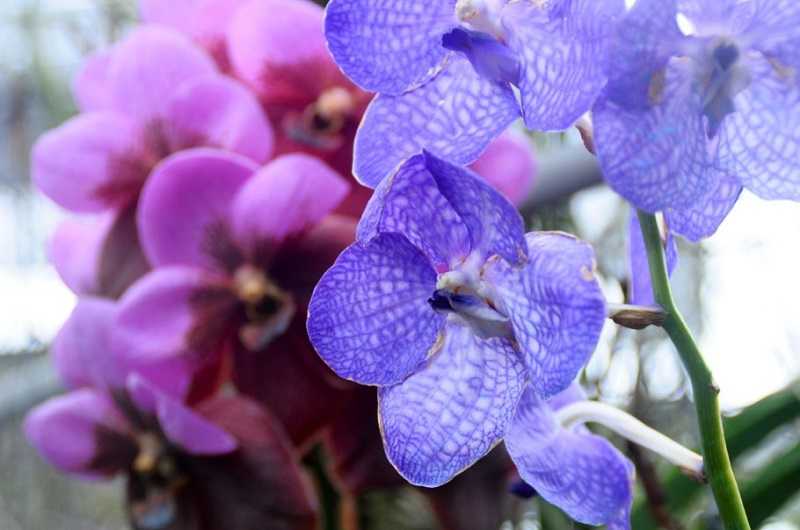 Сад орхидей1