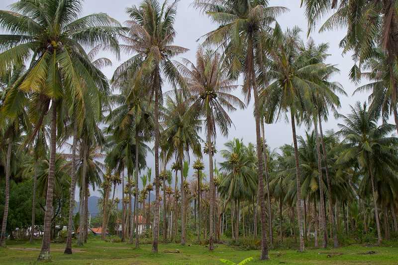 кокосовая плантация