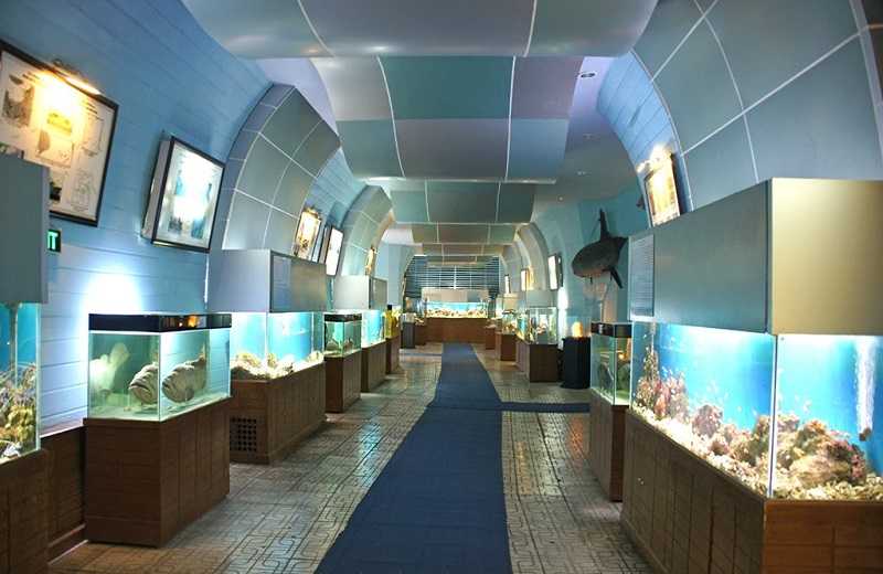 музей при Институте Океанографии