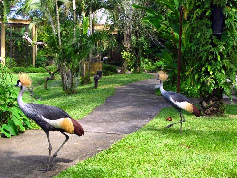 острова Гили Парк птиц